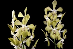 Loài lan đặc biệt được đặt theo tên cố Thủ tướng Lý Quang Diệu