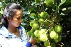 Du khách thích thú bên những chùm chôm chôm tươi ngon...