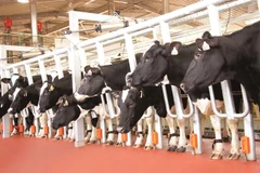Đàn bò của TH True Milk được gắn chip theo dõi. (Ảnh: CTV)