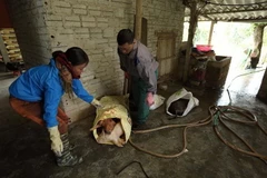 Người dân cho lợn chết vào bao tải để đem tiêu hủy. (Ảnh: Phan Tuấn Anh/TTXVN)
