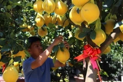 Chăm sóc những cây bưởi phục vụ thị trường Tết. (Ảnh: Xuân Dự/TTXVN)