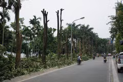 Vì sao chuyển hơn 100 cây hoa sữa lên trồng ở gần bãi rác Nam Sơn?