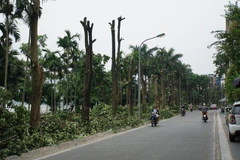 Vì sao chuyển hơn 100 cây hoa sữa lên trồng ở gần bãi rác Nam Sơn?