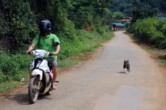 Thói quen thả rông, không rọ mõm cho chó, mèo ở nơi công cộng cùng với việc chuyển giao thời tiết nắng nóng là nguy cơ tiềm ẩn gây bùng phát bệnh, dịch dại. (Ảnh: Diệp Anh/TTXVN)