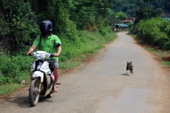 Thói quen thả rông, không rọ mõm cho chó, mèo ở nơi công cộng cùng với việc chuyển giao thời tiết nắng nóng là nguy cơ tiềm ẩn gây bùng phát bệnh, dịch dại. (Ảnh: Diệp Anh/TTXVN)