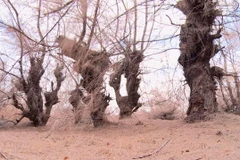 Rừng phòng hộ chủ yếu trồng cây phi lao, có khả năng chịu nắng hạn, nhưng vẫn bị chết. (Ảnh: Xuân Triệu/TTXVN)