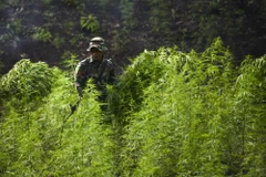 Binh sỹ tiêu hủy cây cần sa tại Montasik, tỉnh Aceh, Indonesia, ngày 14/3/2019. (Ảnh: AFP/TTXVN)