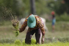 Nông dân Campuchia. (Nguồn: AP)