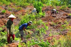 Ảnh minh họa. (Nguồn: TTXVN)