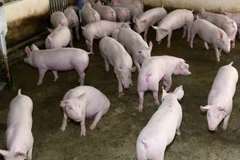 Ảnh minh họa. (Nguồn: TTXVN)