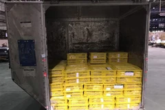 Lô nhãn chín muộn được đưa vào chiếu xạ trước khi lên đường xuất sang Australia. (Ảnh: TTXVN)