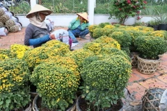 Thu hoạch cúc mâm xôi của bà con xã Tân Khánh Đông, thành phố Sa Đéc. (Ảnh: Nguyễn Văn Trí/TTXVN)