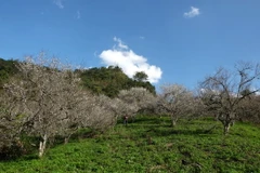 Khu vườn hoa mơ trắng muốt nổi bật trên thảm cỏ xanh và nền trời xanh ngắt. (Ảnh: Vũ Tường An/Vietnam+)