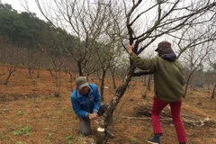 Ảnh minh họa. (Nguồn: TTXVN)