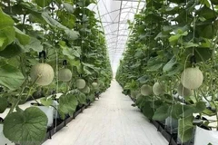 (Ảnh: Dương Chí Tưởng/TTXVN)