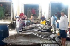 Chuyến biển đầu năm ngư dân phấn khởi vì đạt sản lượng. (Ảnh: Thế Lập/TTXVN)