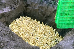 Số vịt nhập lậu bị tiêu hủy. (Nguồn: Vietnam+)