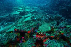 Ảnh minh họa. (Nguồn: aa.com.tr)