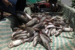 Cá lăng đến thời kỳ chuẩn bị xuất bán thì bất ngờ nổi đầu, chết trắng chỉ sau một đêm. (Ảnh: Lê Xuân/TTXVN)