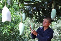 Xoài là loại trái cây thứ sáu của Việt Nam xuất khẩu vào thị trường Mỹ. (Ảnh minh họa: TTXVN)