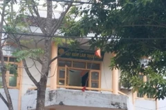 Thông tin về vụ kiểm lâm thu giữ 50 cây hoa ban rồi mang bán