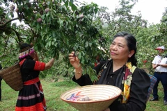 Phó Chủ tịch Quốc hội Tòng Thị Phóng tham gia ngày hội cùng người dân. (Ảnh: Hữu Quyết/TTXVN)