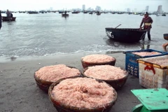 Ngư dân mang ruốc lên bờ tiêu thụ. (Ảnh: Đinh Văn Nhiều/TTXVN)