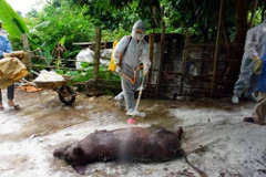 Phun tiêu độc, khử trùng lợn mắc dịch trước khi tiêu hủy. (Ảnh: Diệp Anh/TTXVN)