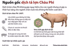 Tìm hiểu nguồn gốc dịch tả lợn châu Phi.