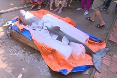 "Loài cá lạ" mà ngư dân Bến Tre bắt được là cá heo nước ngọt