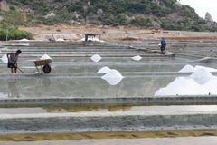 Diêm dân huyện Ninh Hải thu hoạch muối. (Ảnh: Nguyễn Thành/TTXVN)