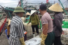 Mẻ cá hố là của tàu của NA 90000 TS, do ông Đào Ngọc Huân (xã Quỳnh Long, huyện Quỳnh Lưu) làm thuyền trưởng, có giá trị lên đến gần 1,5 tỷ đồng. (Ảnh: TTXVN)