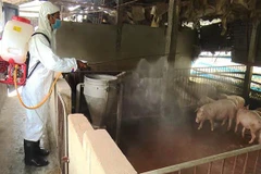 Phun thuốc tiêu độc khử trùng khu vực có ổ dịch tả lợn châu Phi. (Nguồn: TTXVN)
