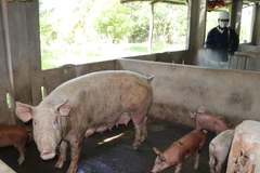 Phun hóa chất tiêu độc, khử trùng phòng chống dịch bệnh tả lợn châu Phi. (Nguồn: TTXVN)