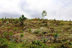 Ảnh minh họa. (Nguồn: Vietnam+)