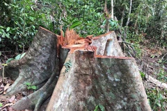 Hiện trường vụ phá rừng ở khoảnh 5, tiểu khu 781, thôn 1, xã Trà Kót. (Ảnh: Đỗ Trưởng/TTXVN)