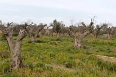 Cây ôliu ở Italy. (Nguồn: AFP)