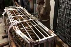 Cá thể hổ nặng 200kg. (Ảnh: Thanh Thủy/TTXVN)