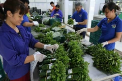 Mỗi ngày, hệ thống siêu thị BigC Hà Nội tiêu thụ từ 1,2 đến 1,5 tấn rau củ quả được bao gói bằng các sản phẩm thân thiện với môi trường của Hợp tác xã rau quả sạch Chúc Sơn, Hà Nội. (Ảnh: Vũ Sinh/TTXVN)