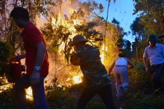 Hỏa hoạn thiêu rụi 12ha rừng tràm U Minh Hạ tại tỉnh Cà Mau