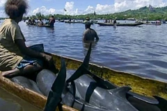 Cảnh báo về nạn giết cá heo để lấy răng ở đảo quốc Solomon