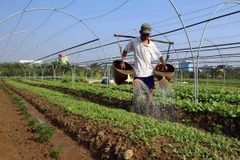 Đà Nẵng triển khai dự án tái chế chất thải hữu cơ thành phân bón