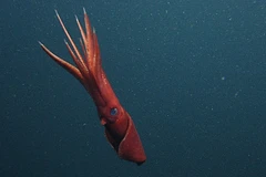 Ảnh minh họa. (Nguồn: AFP)