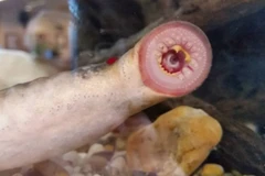 Người dân sợ hãi khi thấy cá "ma cà rồng" từ trên trời rơi xuống