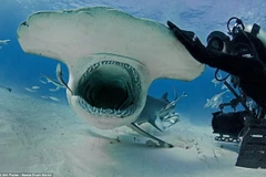 [Photo] Thợ lặn liều mạng chơi đùa cùng cá mập đầu búa khổng lồ