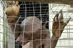 [Video] Sự thật về sinh vật ngoài hành tinh xuất hiện tại Malaysia