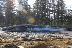 Một trong 11 con cá voi vây mắc kẹt trên đảo Kodiak, Alaska. (Ảnh: Bree Witteveen)