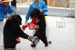 Màn tỉ thí không khoan nhượng giữa hai chú gấu. (Nguồn: Daily Mail)