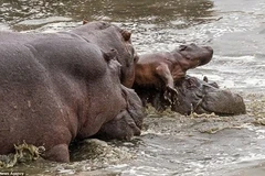 Hà mã con bị tấn công không thương tiếc. (Nguồn: Caters News Agency)