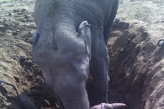 [Photo] Màn giải cứu kịch tính chú voi con bị rơi xuống giếng